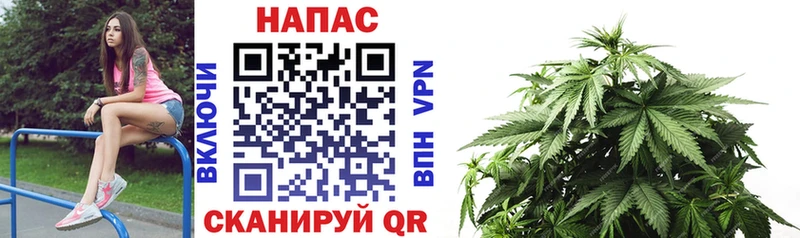 Конопля индика Миллерово